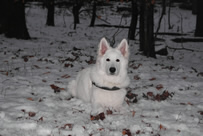 Meucci mit 6 Monaten